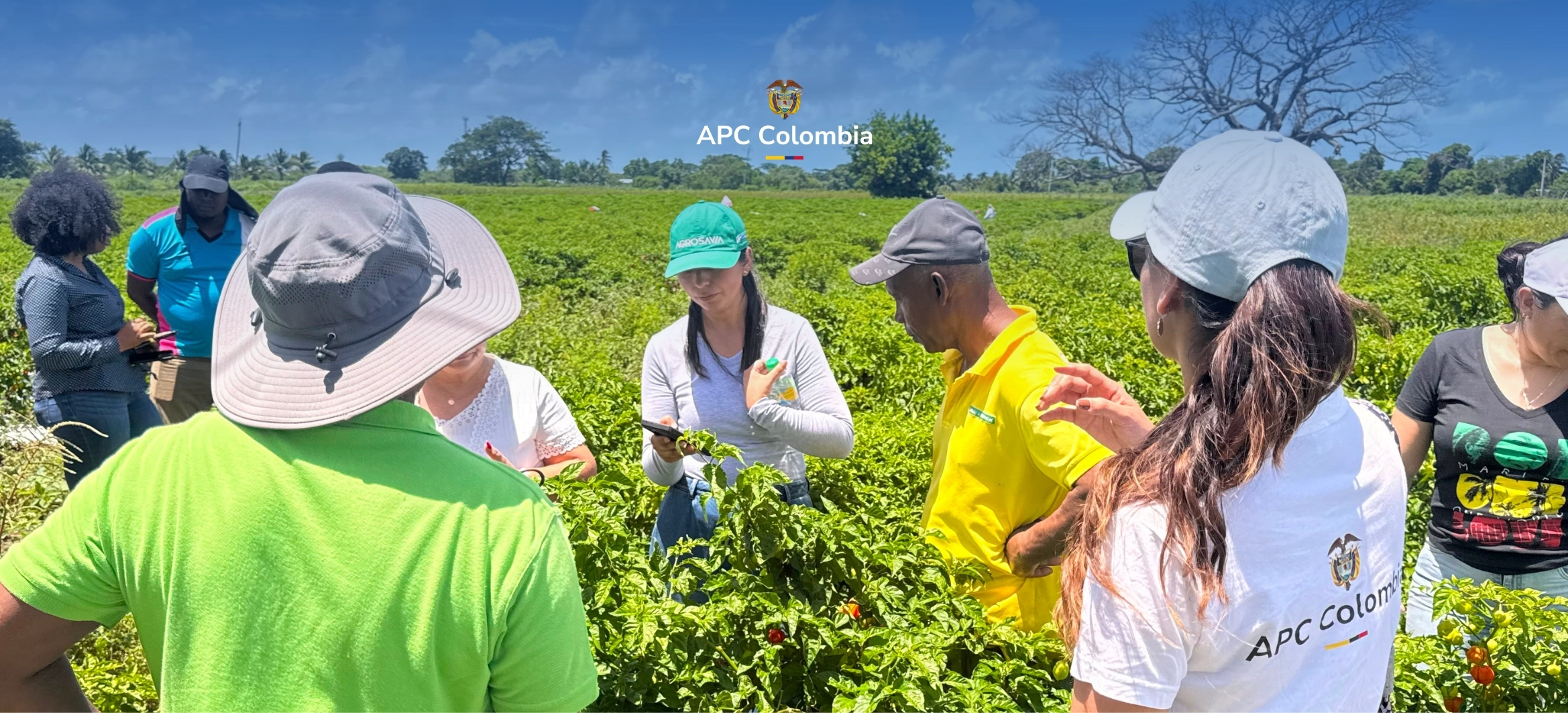 Foto de los participantes del proyecto en un cultivo en Jamaica