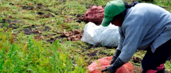 Frenar la deforestación y mejorar ingresos de la población afectada por la violencia es la apuesta del Fondo Colombia Sostenible en el sur del país