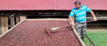 Estrategia Nacional para la Cadena de Cacao presenta sus avances y resultados en la transformación de la industria 