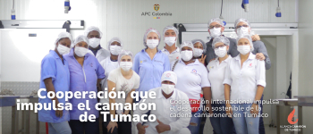Cooperación internacional impulsa el desarrollo sostenible de la cadena camaronera en Tumaco