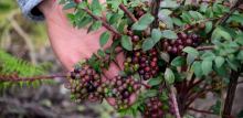 La cooperación internacional apoya los negocios verdes en el páramo de Rabanal